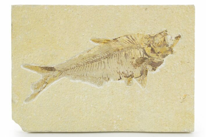 Bargain, Detailed Fossil Fish (Diplomystus) - Wyoming #379352